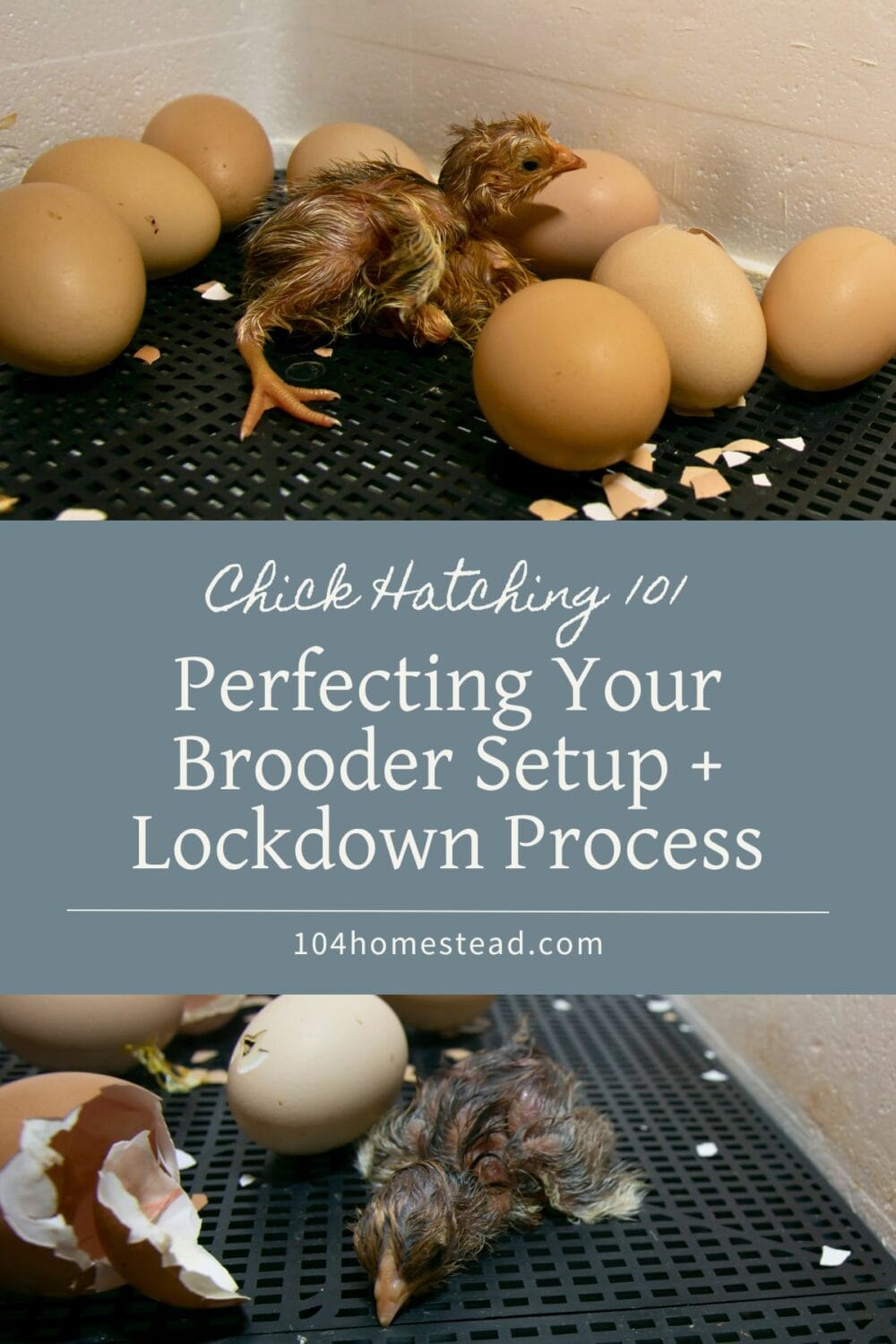 A Pinterest-friendly graphic for my post on setting up a chick brooder and how to perform lockdown on the incubator.