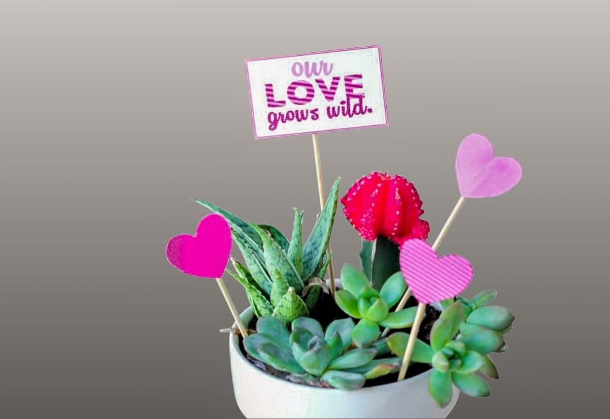 Small potted succulents decorated for Valentine’s Day with pink heart toppers and a tiny sign reading “Our love grows wild,” set against a neutral background.
