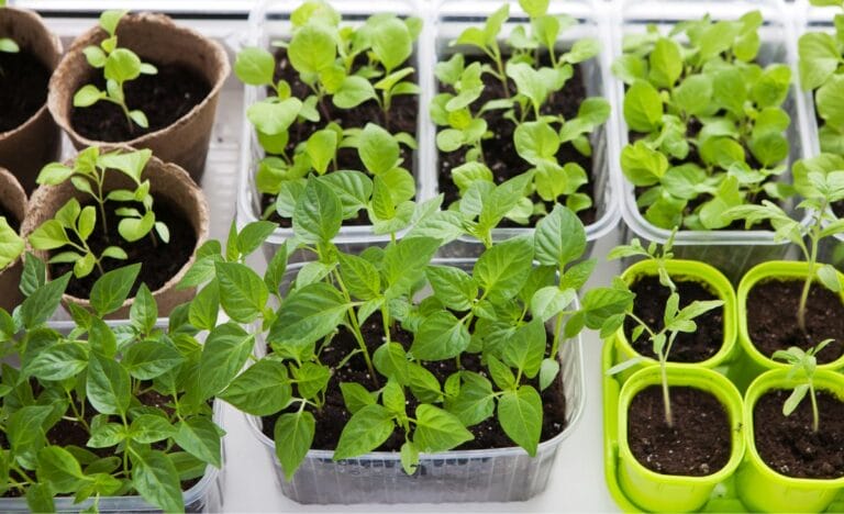How Many Seedlings You Need for a Prosperous Garden