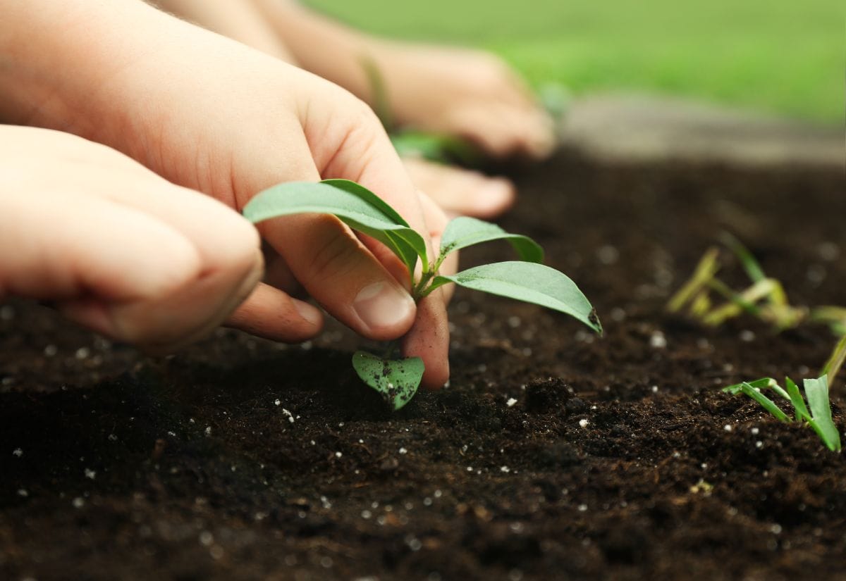 A small child planting a seedling in a garden.