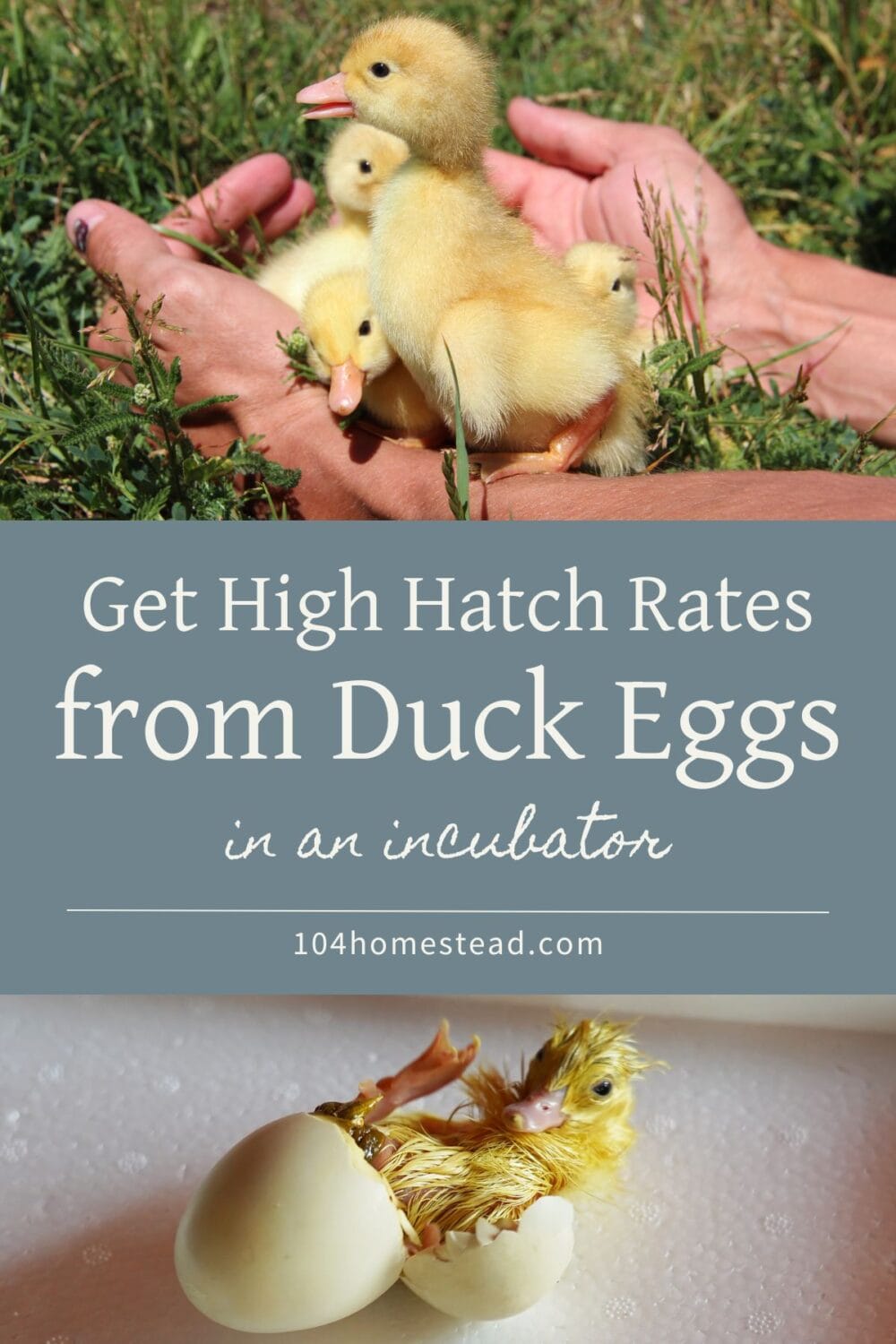 A Pinterest-friendly graphic for my post on getting a high hatch rate from duck eggs incubated in an incubator.