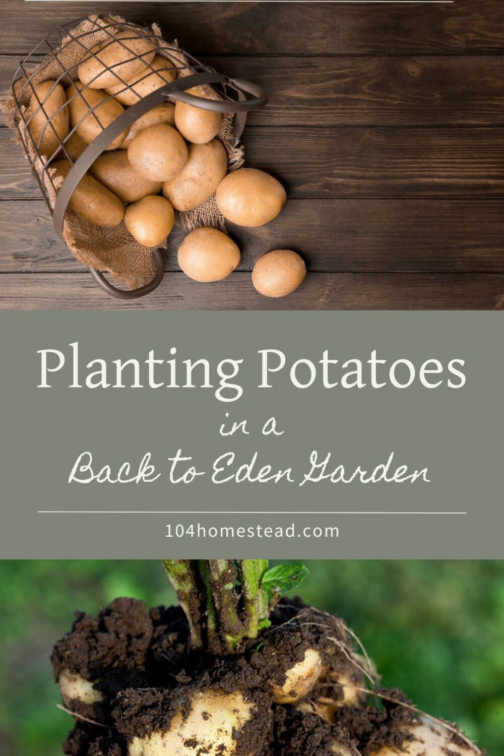 A Pinterest-friendly graphic for my post that details how to plant potatoes in a Back to Eden garden.