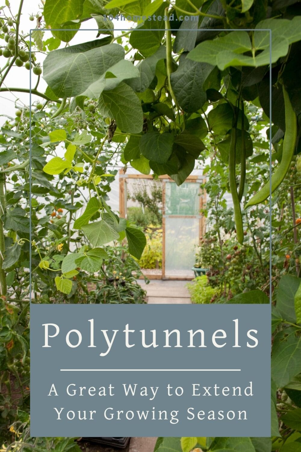 A Pinterest-friendly graphic for my post on why you should add a polytunnel to your garden.