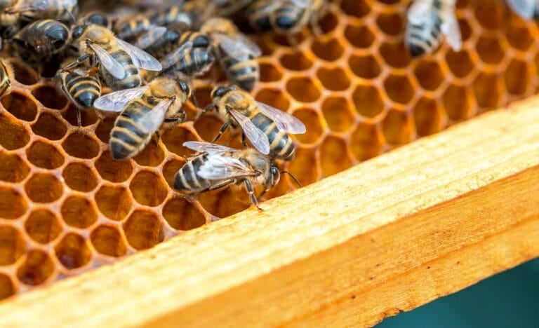 Close-up of honeybees working across open honeycomb cells inside a wooden hive frame