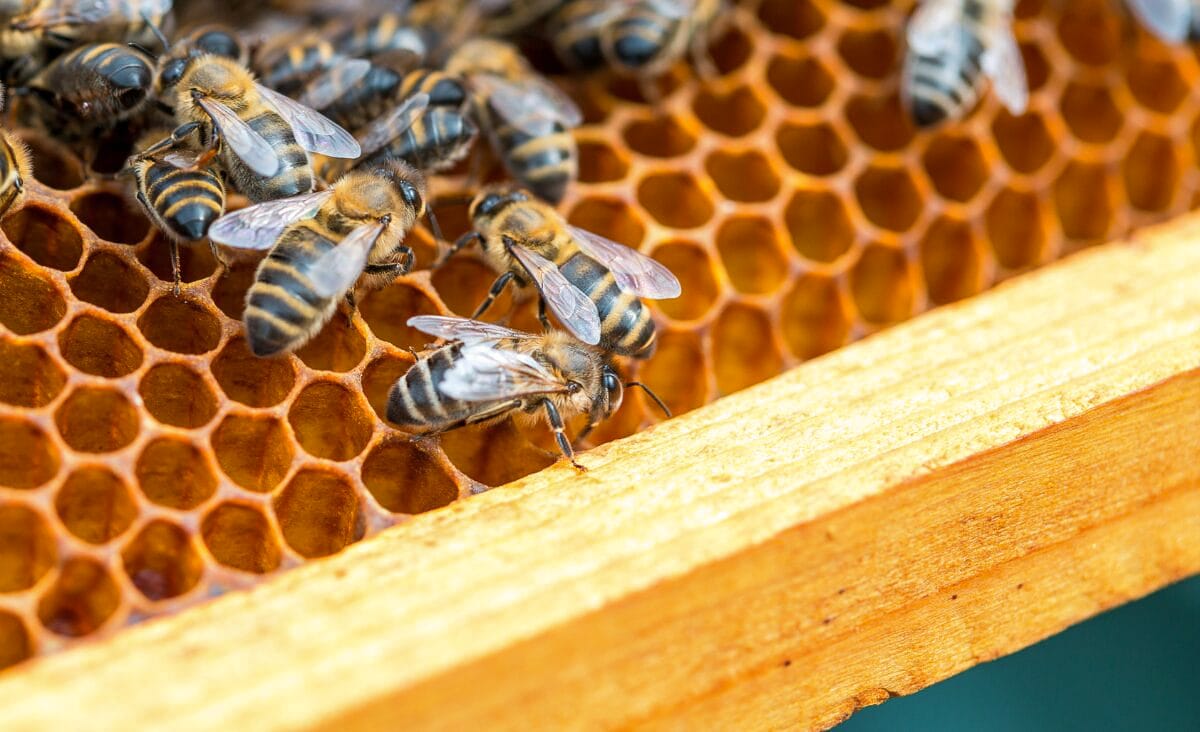 Close-up of honeybees working across open honeycomb cells inside a wooden hive frame