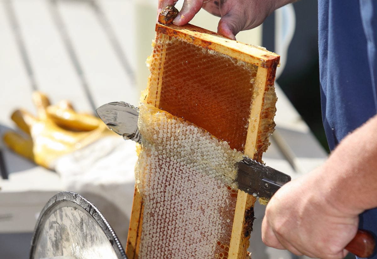 Hands holding a honey-filled frame while slicing wax cappings during honey harvest