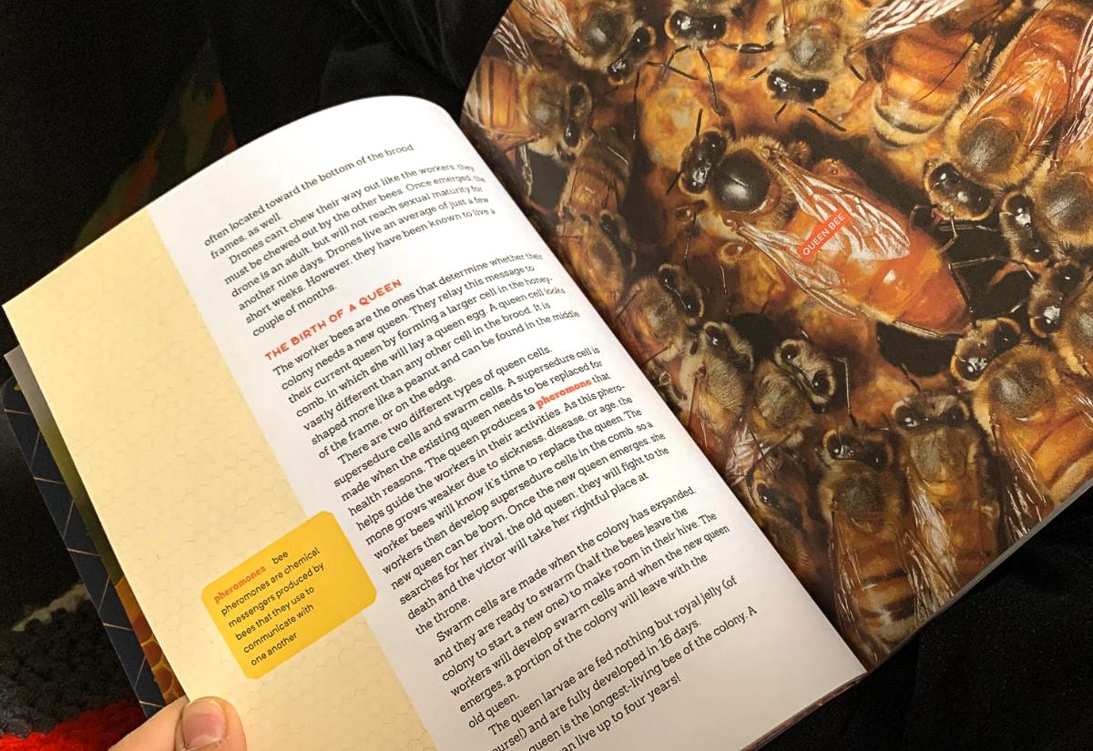Open beekeeping book showing a labeled queen bee surrounded by worker bees on a honeycomb page
