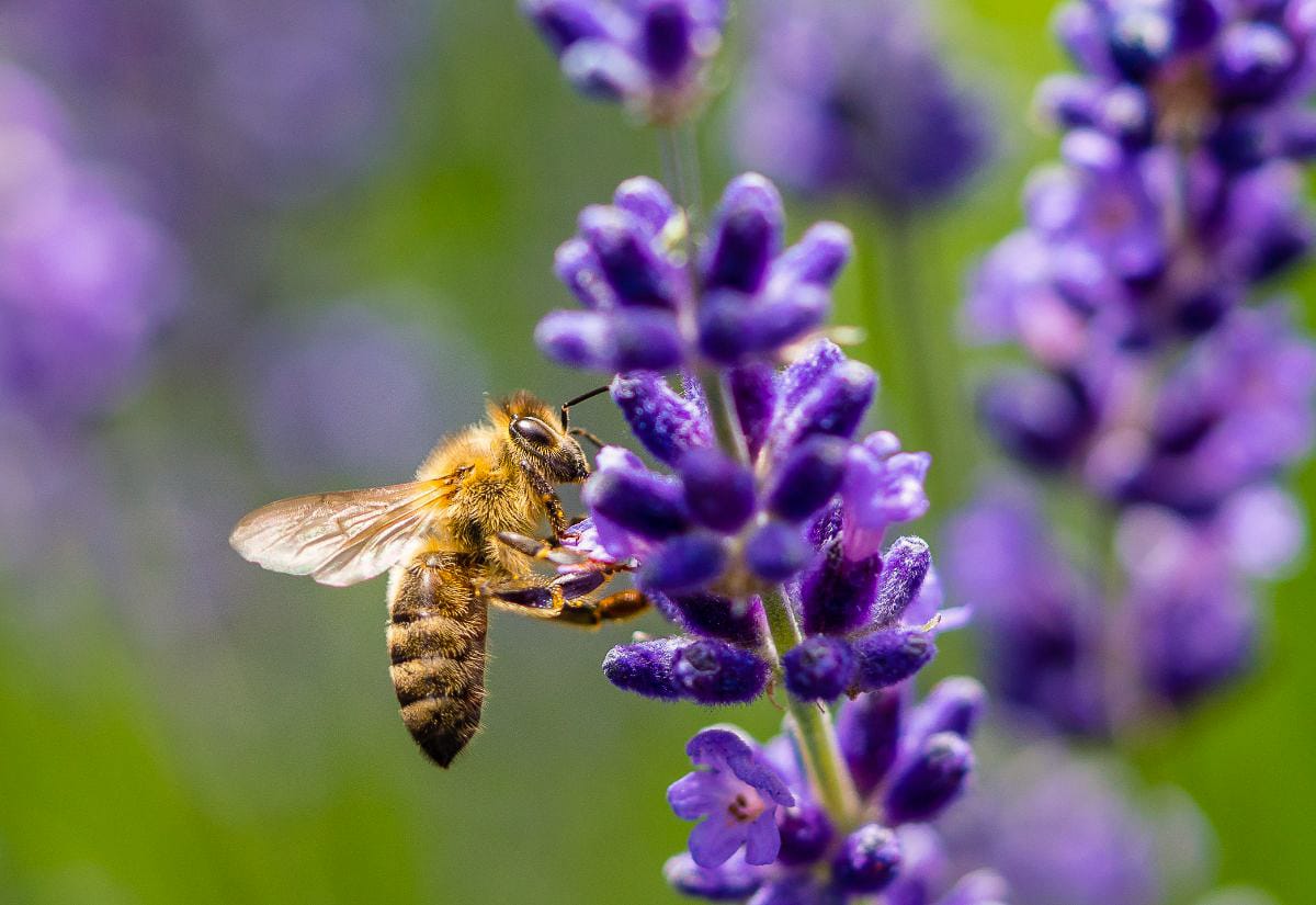 Honeybee collecting nectar from purple flowering plants in a garden setting