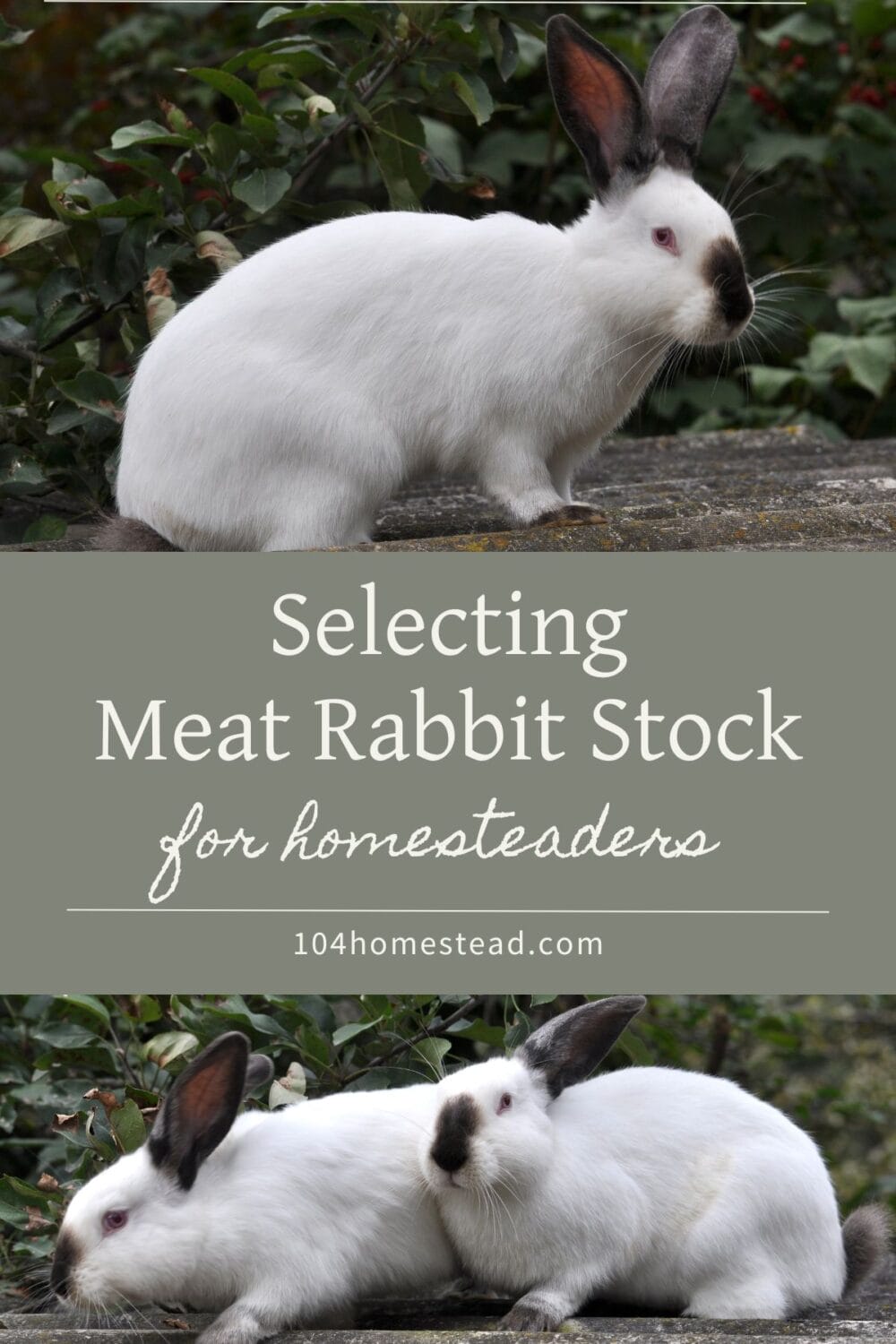 A Pinterest-friendly graphic for my post on choosing meat rabbit breeding stock for you homestead.