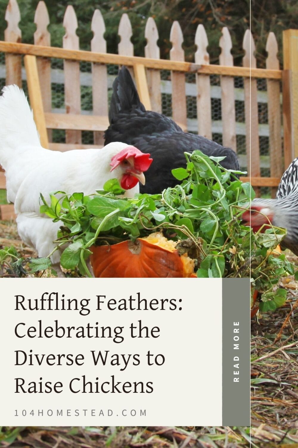 A Pinterest-friendly graphic for my post on the diverse ways to raise chickens.