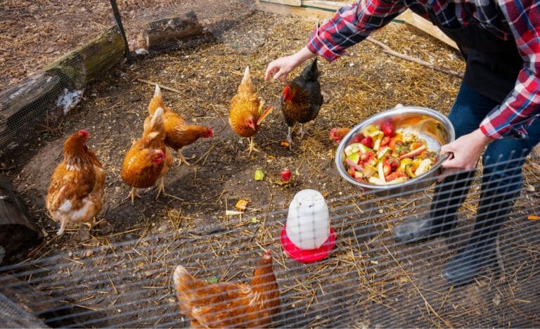 11 Genius Ways to Save Money on Chicken Feed