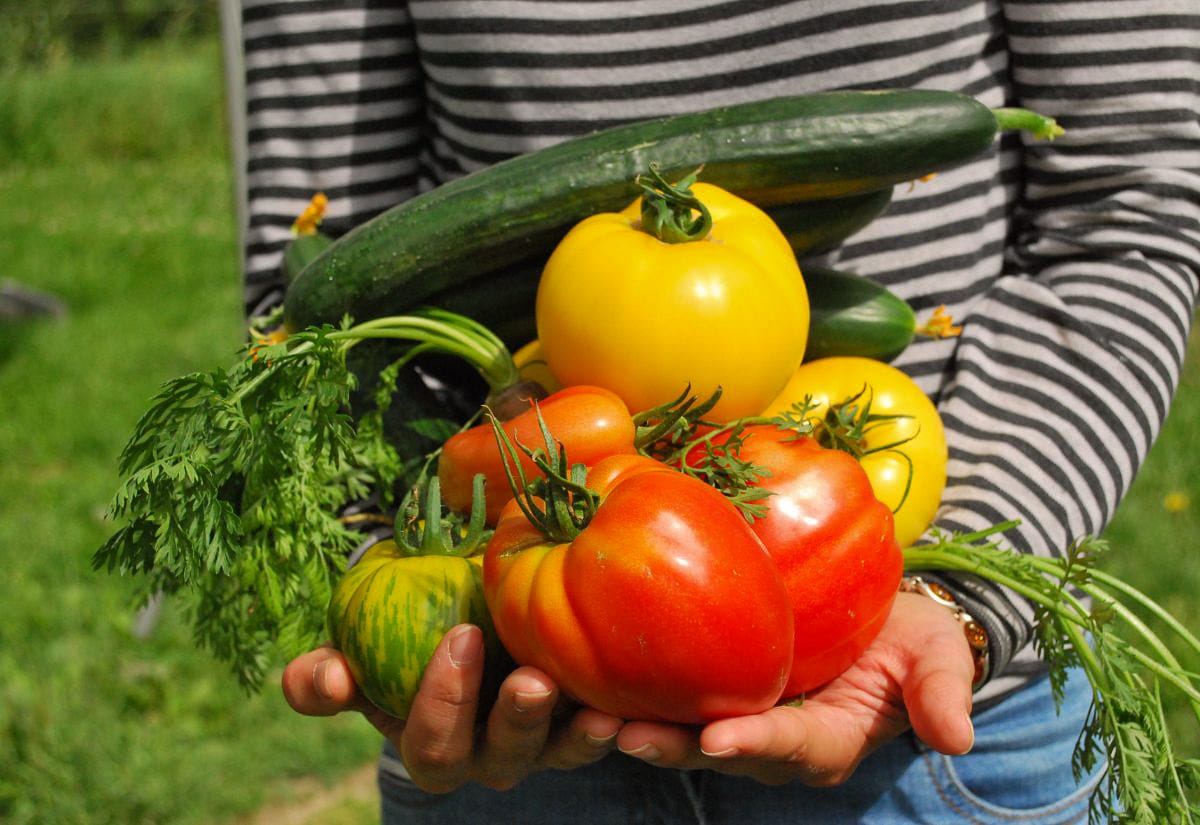 A person holding a bundle of freshly harvested vegetables, including tomatoes, cucumbers, and carrots.