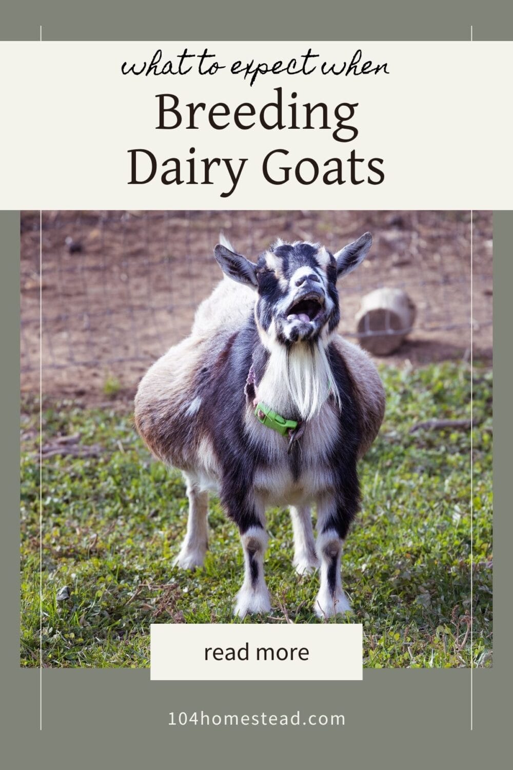 A Pinterest-friendly graphic for my post on breeding dairy goats.