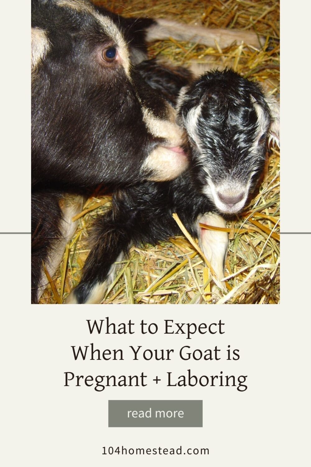 A Pinterest-friendly graphic for my post on how to care for a pregnant goat, recognize the signs of labor, can care for a laboring goat.
