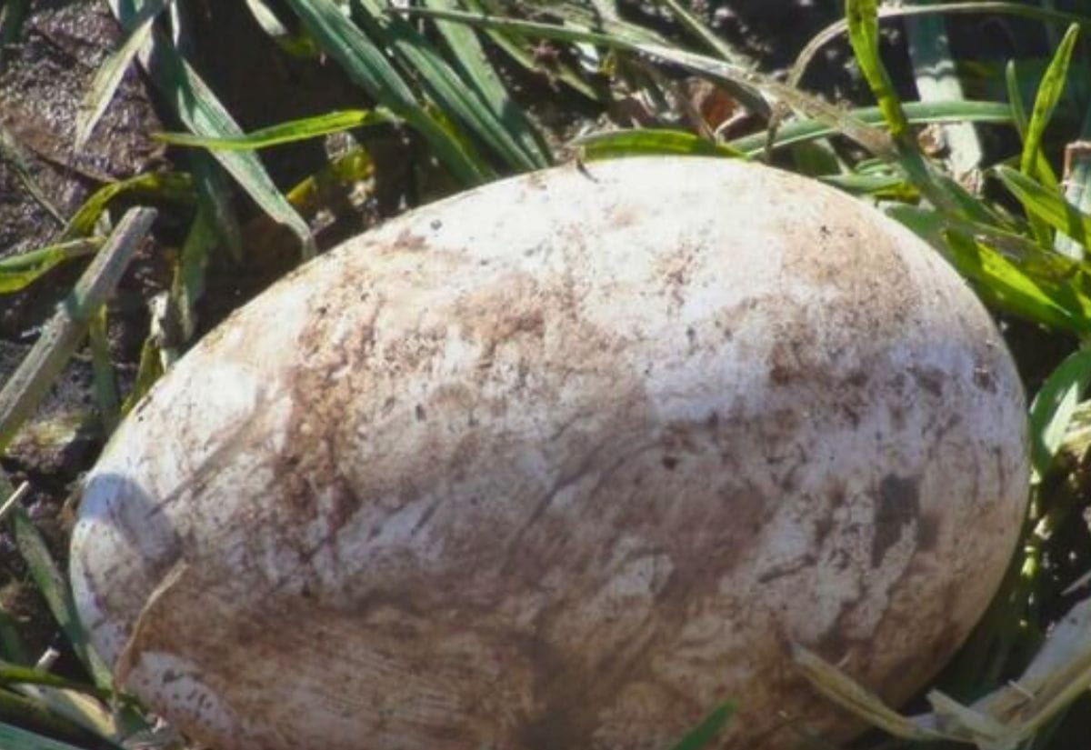 A muddy duck egg in the grass.