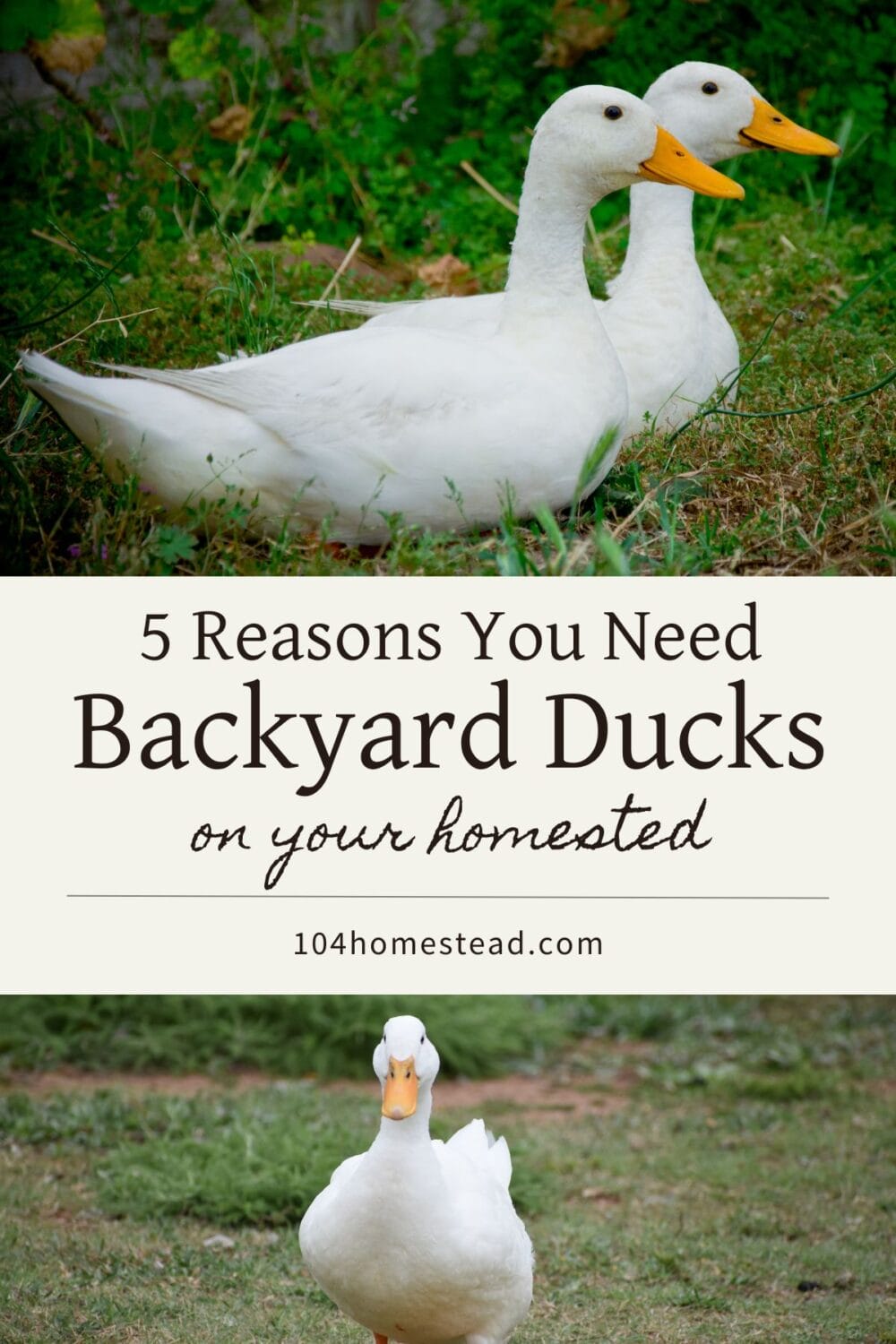 A Pinterest-friendly graphic for why you should add ducks to your homestead.