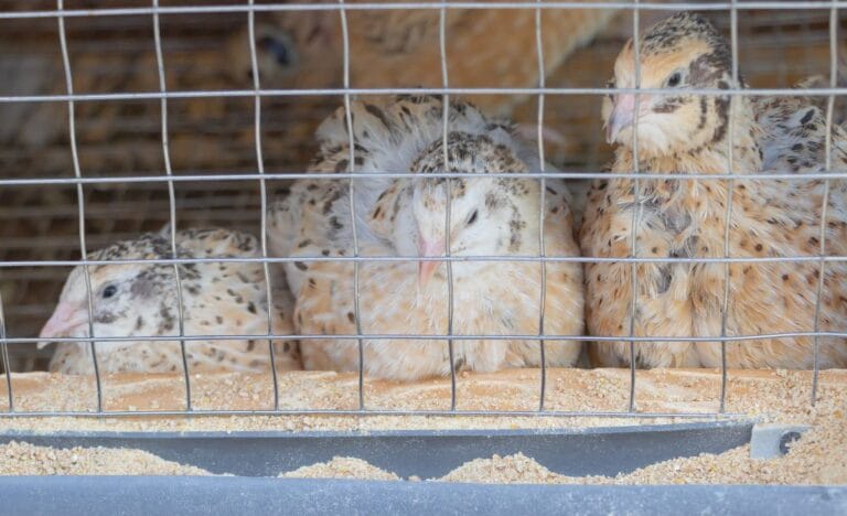 How to Make Homemade Feed for Your Coturnix Quail