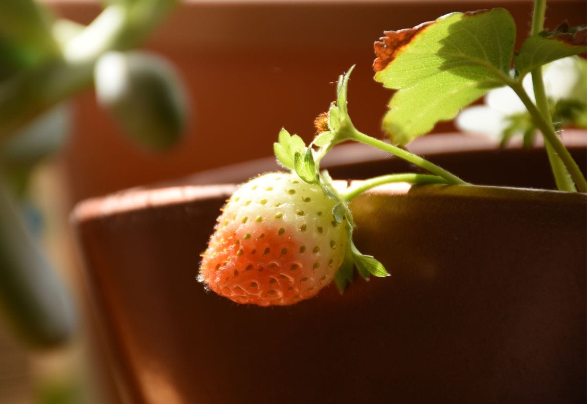 Dwarf strawberries growing indoors in a copper container.