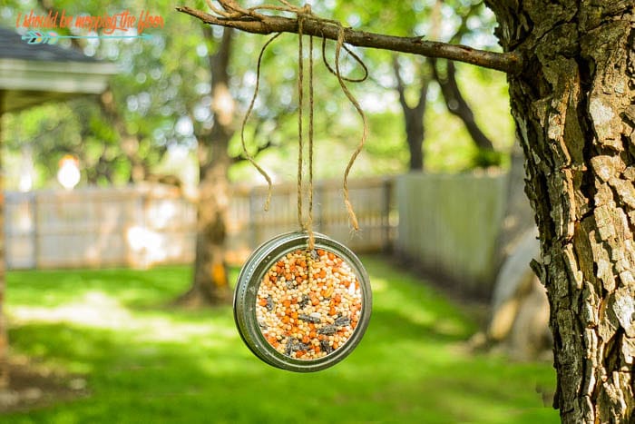 A bird feeder made from a mason jar ring.