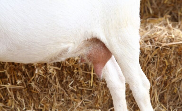 What to Do When Your Goat Develops a Precocious Udder