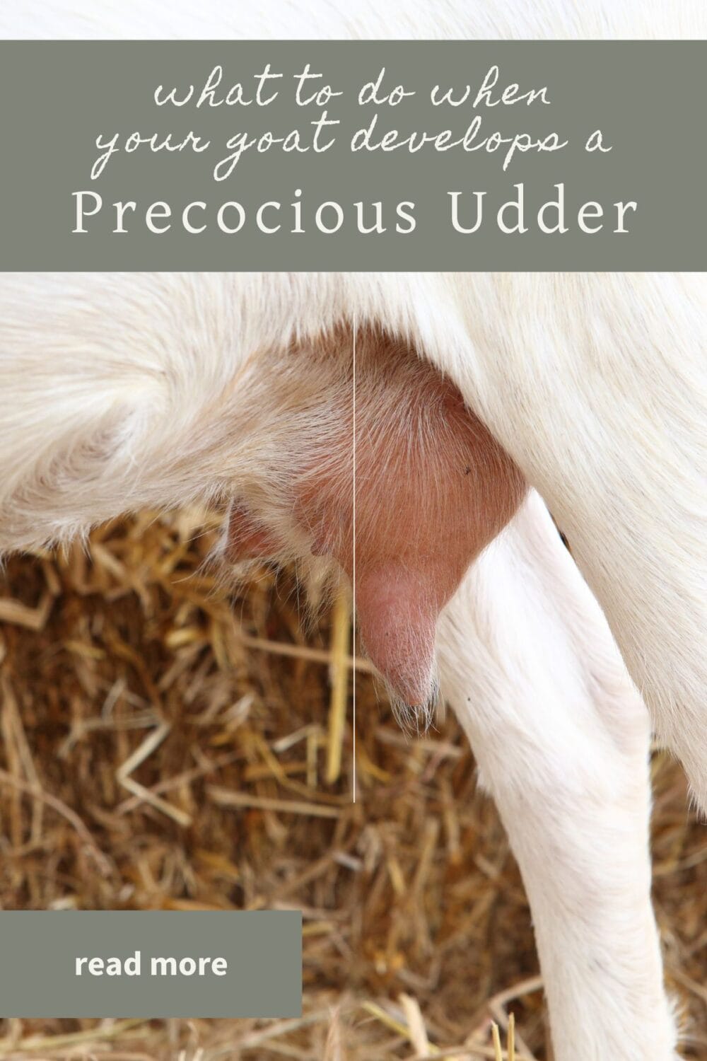 A Pinterest-friendly graphic for my post that explains what to do when your goat develops a precocious udder.