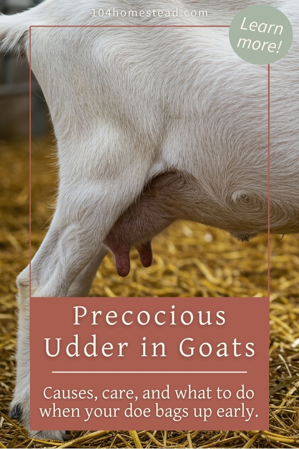 Pinterest graphic showing a goat’s udder with text overlay reading “Precocious Udder in Goats: Causes, care, and what to do when your doe bags up early.”
