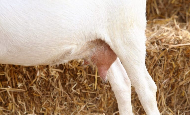 Side view of a white goat with a small udder, standing in front of a straw bale background.