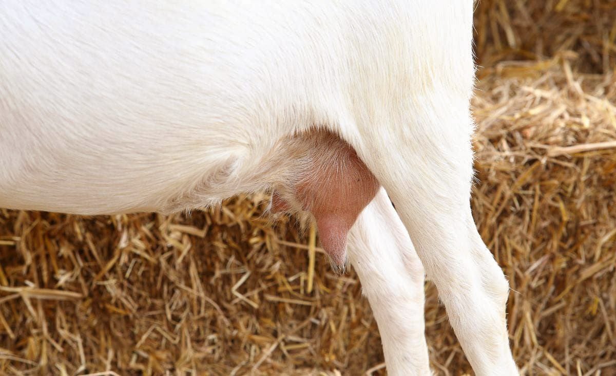Side view of a white goat with a small udder, standing in front of a straw bale background.