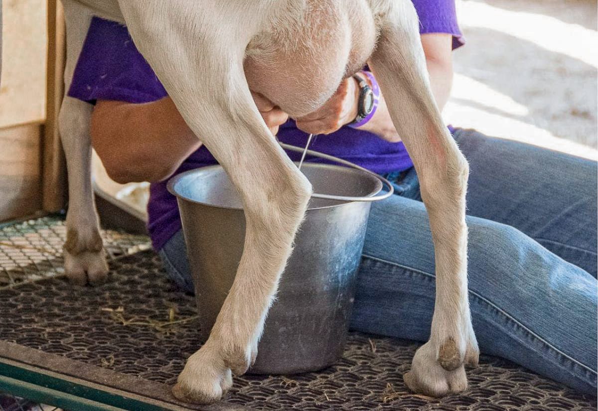 Person in a purple shirt hand-milking a goat into a metal bucket, viewed from behind the goat’s legs.