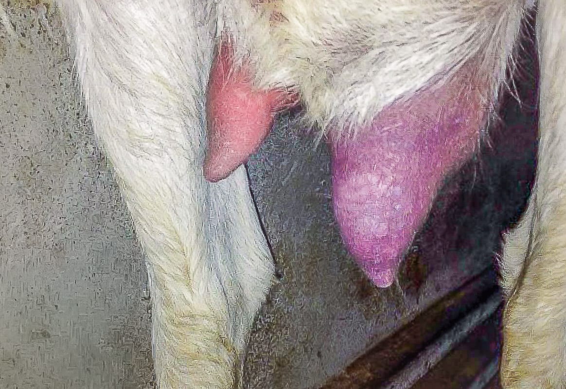 Close-up of a goat’s swollen udder showing signs of mastitis, against a barn wall background.
