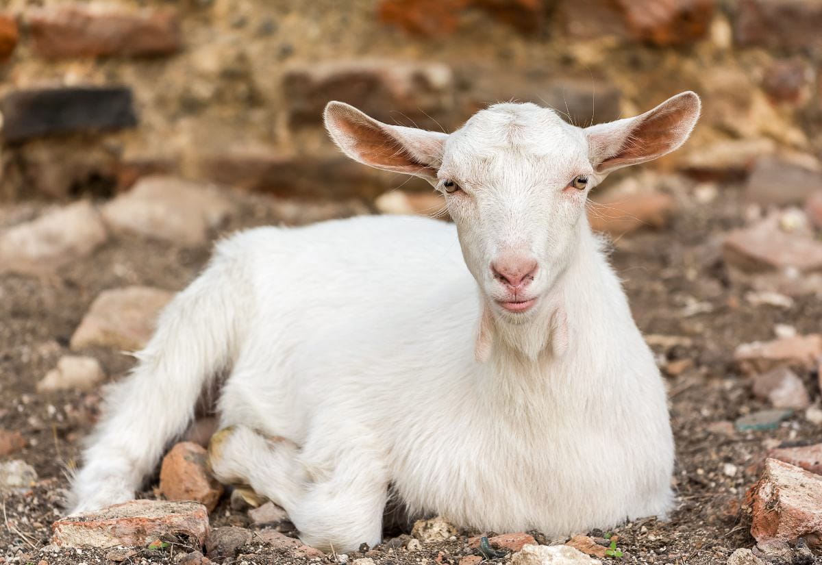 White goat lying down on rocky ground, looking directly at the camera.