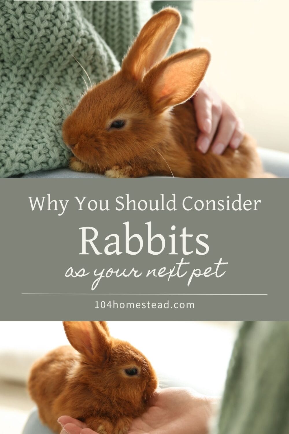 A Pinterest-friendly graphic for why you should consider having a rabbit as a pet.