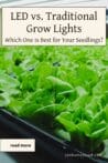 A tray of green lettuce seedlings growing under bright LED grow lights.