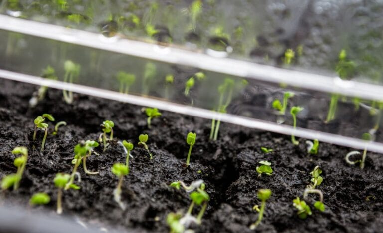 Can You Start Your Seedlings with LED Lights?