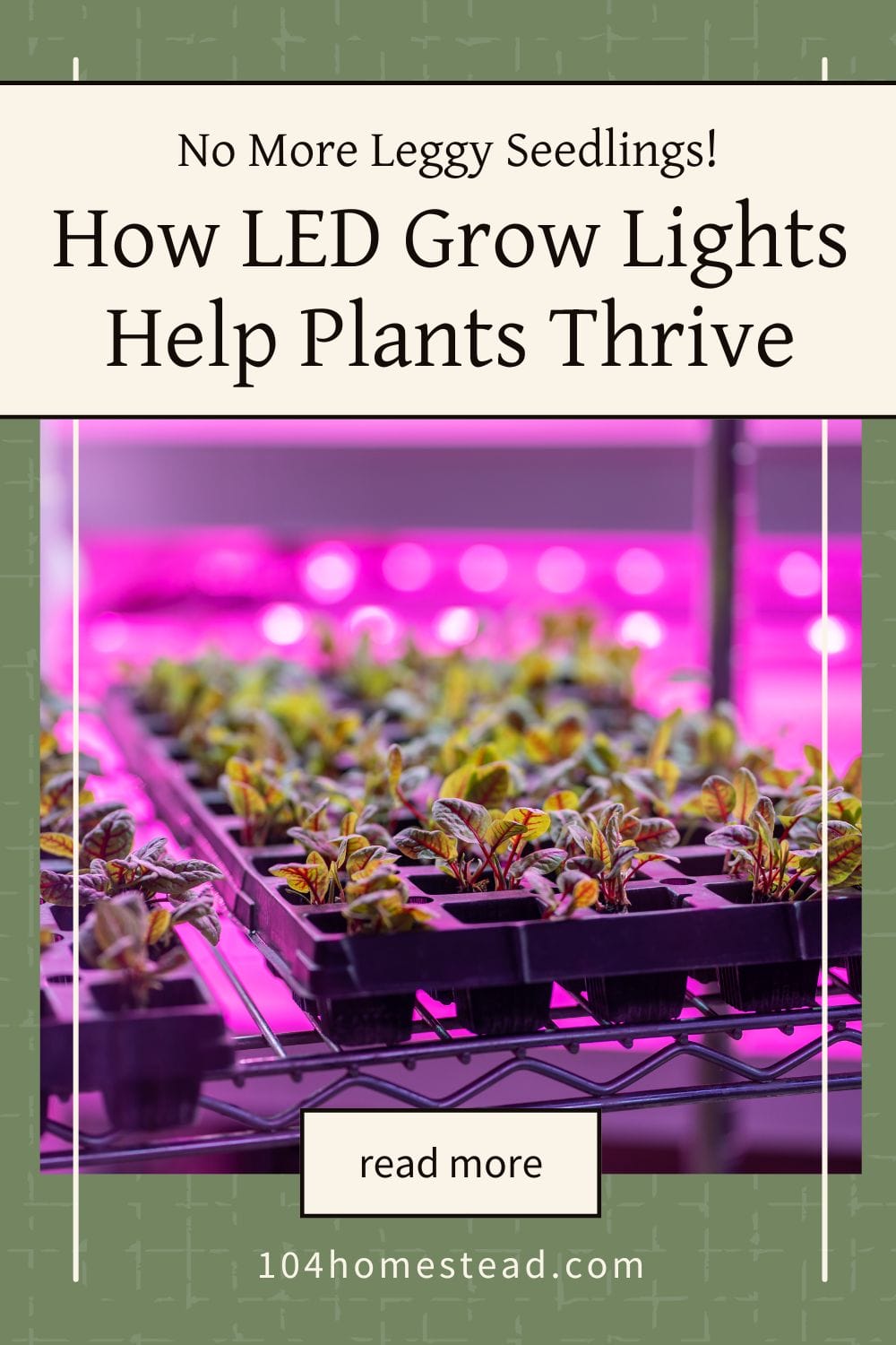 A tray of seedlings thriving under bright pink LED grow lights.