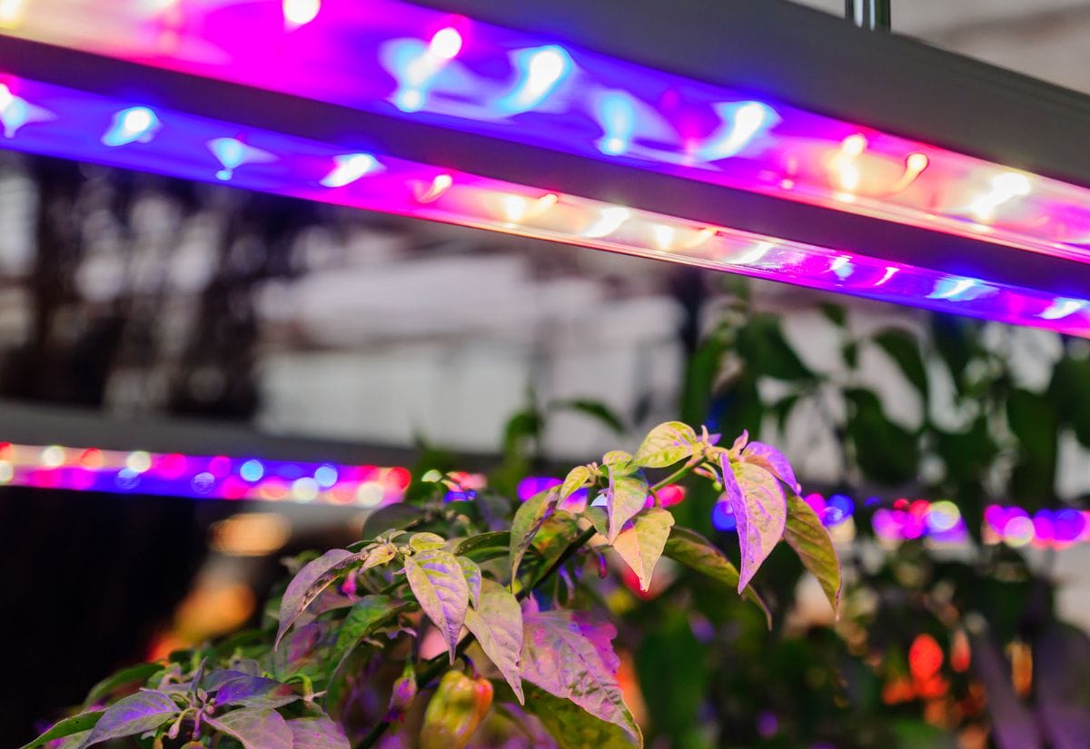 LED grow lights with red and blue wavelengths shining over green plants indoors.