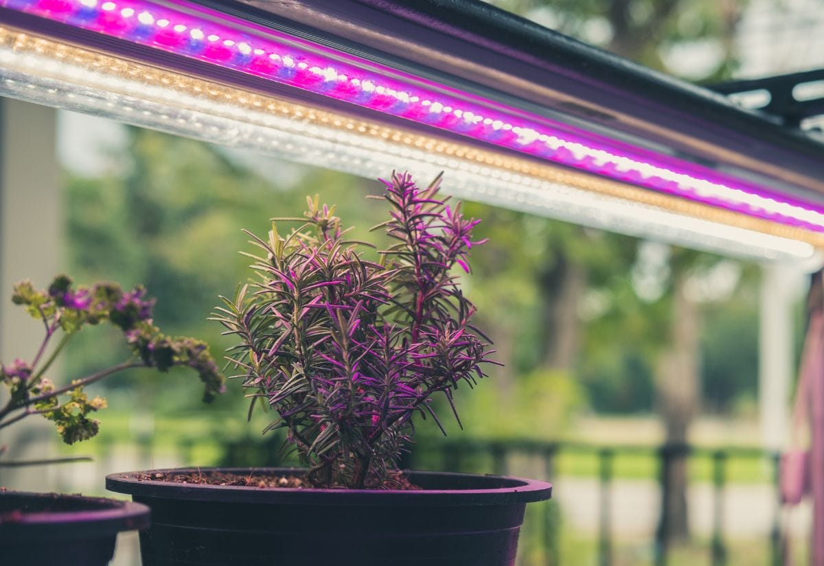 A rosemary plant and leafy greens growing indoors under bright purple LED grow lights.