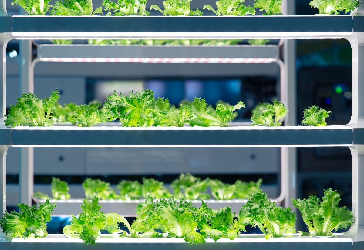 A vertical gardening system with multiple shelves of lettuce growing under bright white LED lights.