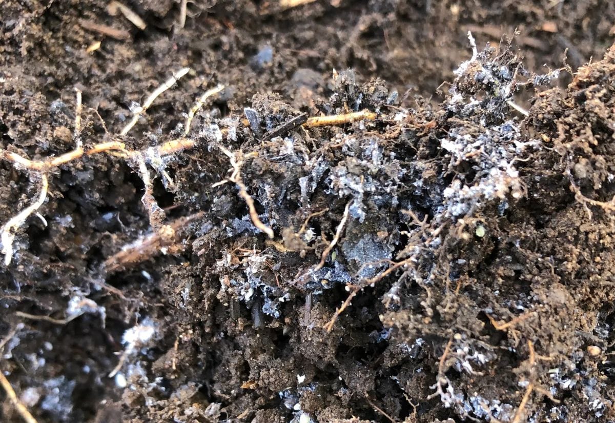 A close-up of dark soil with visible white mold and fungus growth, highlighting the common problem gardeners face when starting seeds indoors.