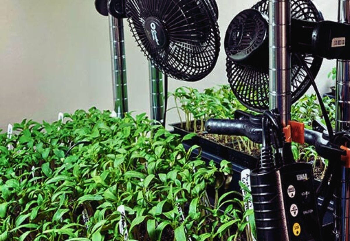 Small oscillating fans placed near trays of green seedlings, promoting airflow to prevent mold and fungus growth in seed-starting setups.