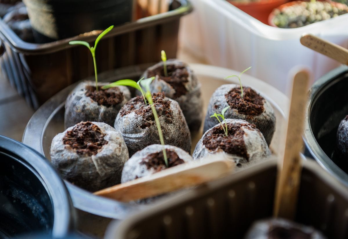 Young seedlings sprouting in biodegradable peat pellets, set in a tray under natural light, showing a clean and healthy seed-starting setup.