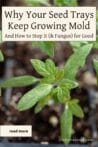 Small green seedlings sprouting from soil in a plastic seed tray.