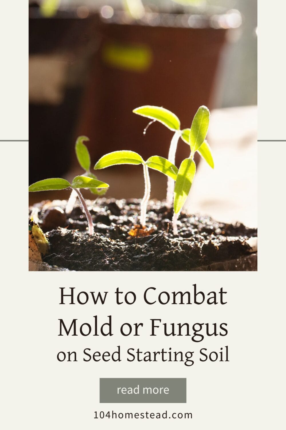 A Pinterest-friendly graphic for my post on how to deal with fungus and mold that appears on seed starting soil.