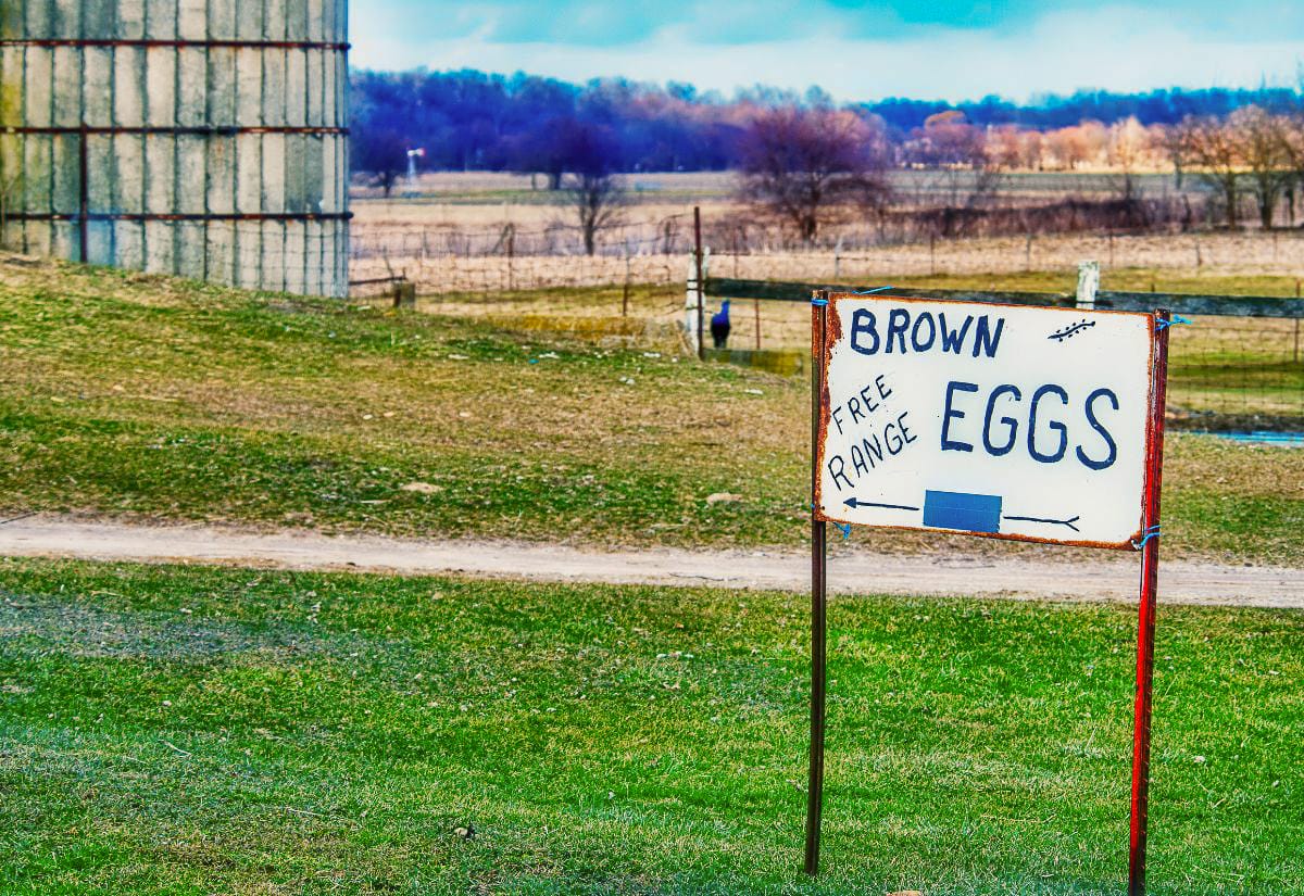 Hand-painted roadside sign reading “Brown Free Range Eggs” pointing toward a small farmstand, set in a rural Maine field with pasture, fencing, and a silo in the background.