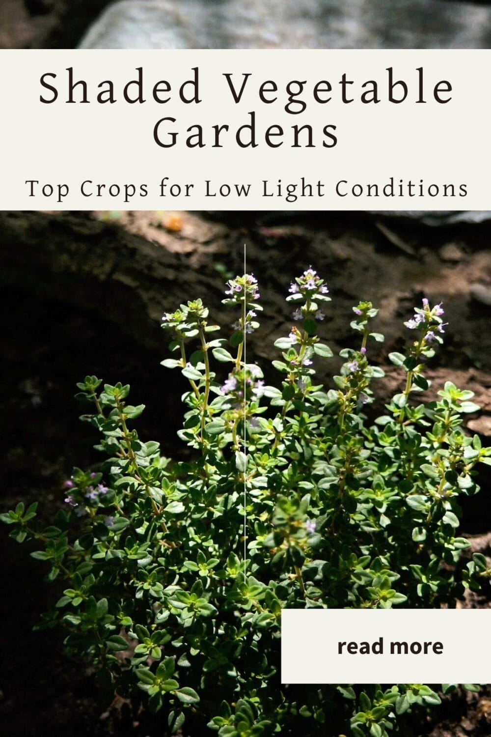A Pinterest-friendly graphic for my post on vegetables and herbs that will grow in low light conditions.