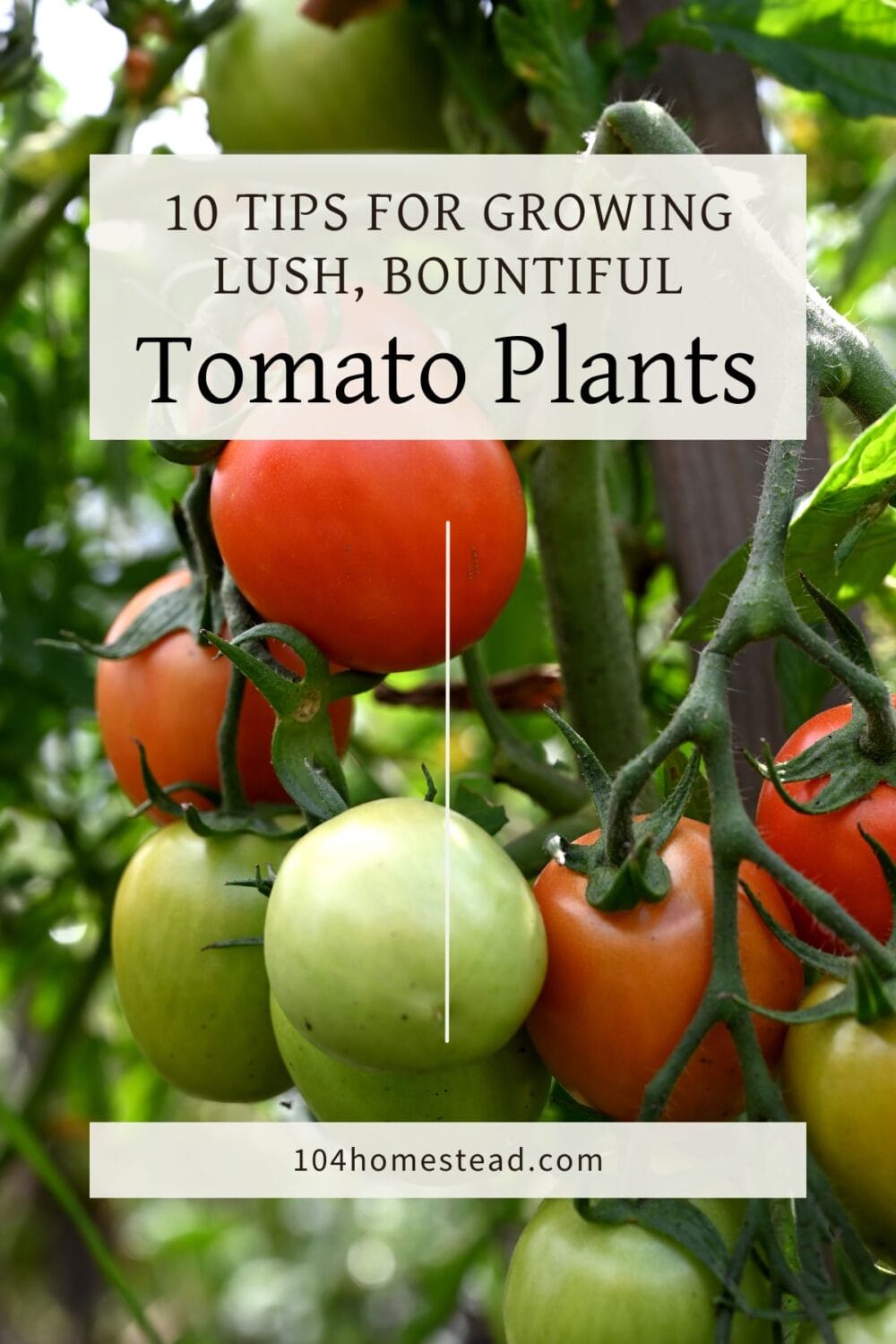 A Pinterest-friendly graphic for my post with tips for growing amazing tomatoes.