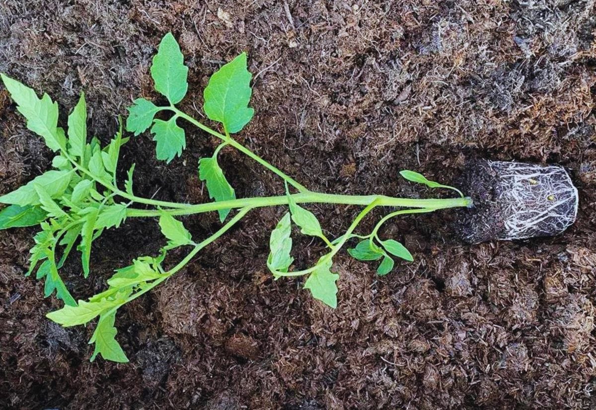 A tomato seedling being planted on its side in a trench.