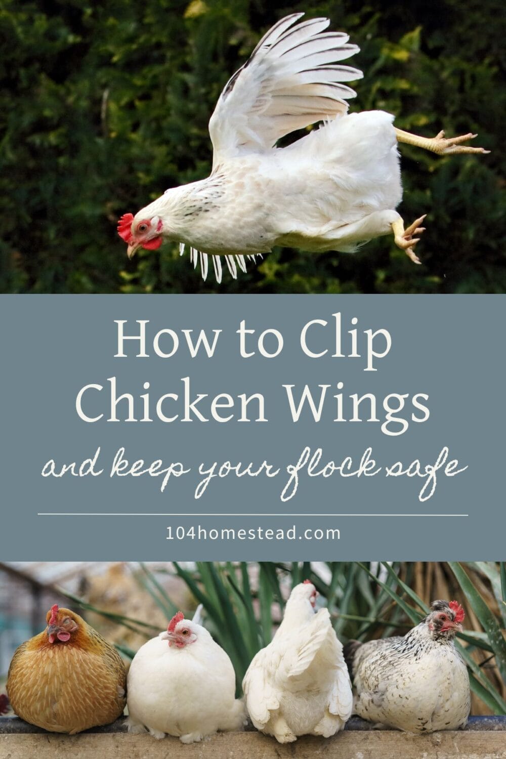 A Pinterest-friendly graphic for my post that teaches you how to clip your chicken's wings.