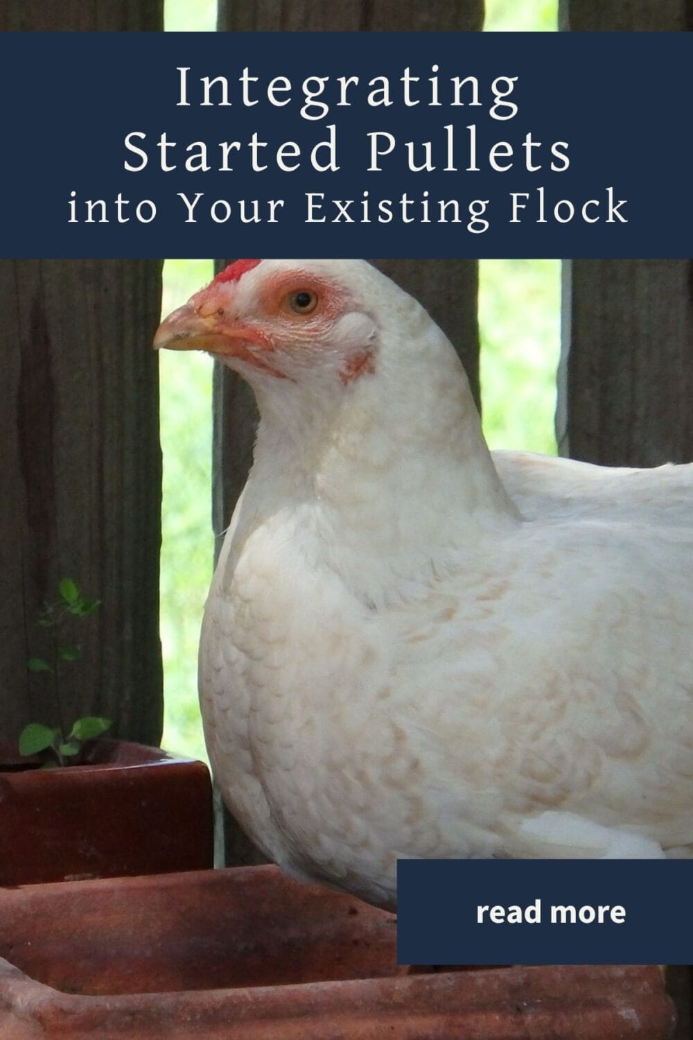 A Pinterest-friendly graphic for my post on how to add started pullets to your existing chicken flock.