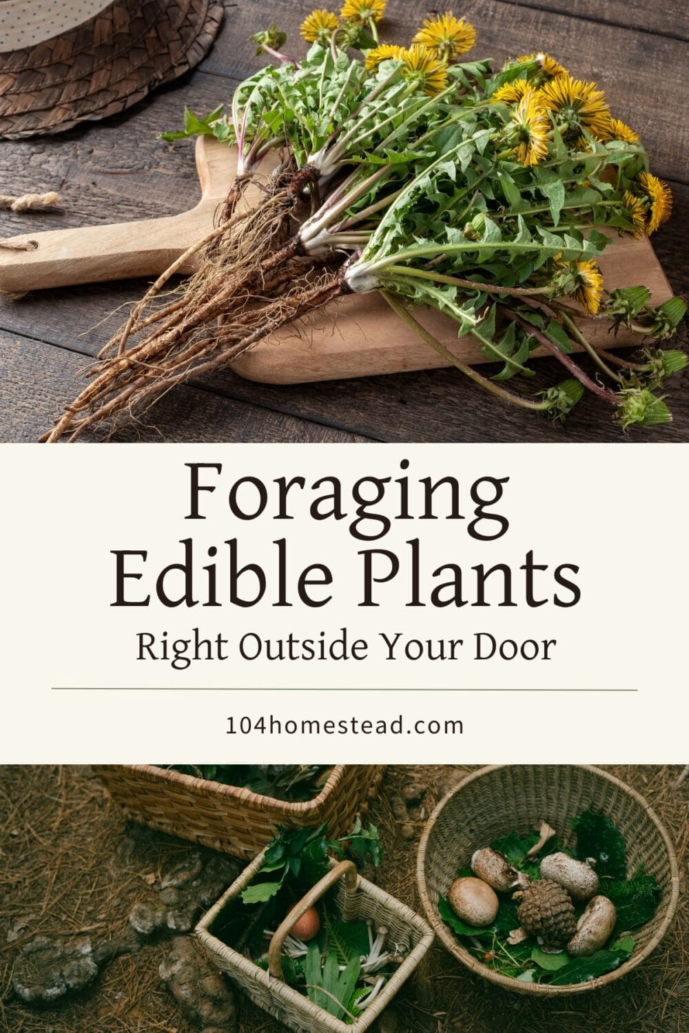 A Pinterest-friendly graphic for my post on how to forage right in your very own backyard.